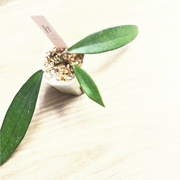 Hoya Rindu Rafflesia - Picture 3 of 7